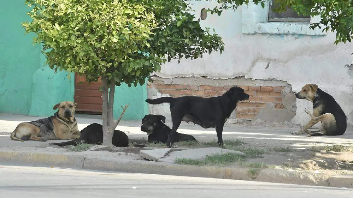 perros callejeros